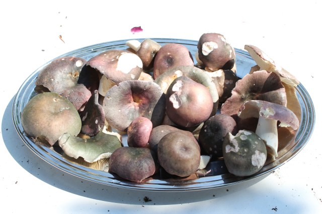 Frauentäubling/Charcoal Burner/Russula cyanoxantha