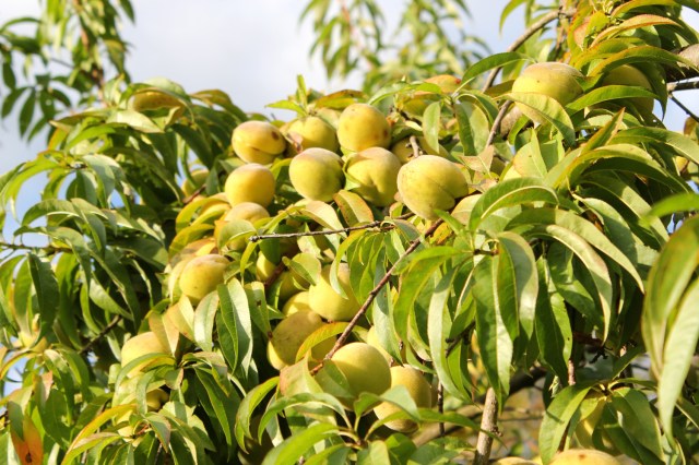 Weingartenpfirsich_4699