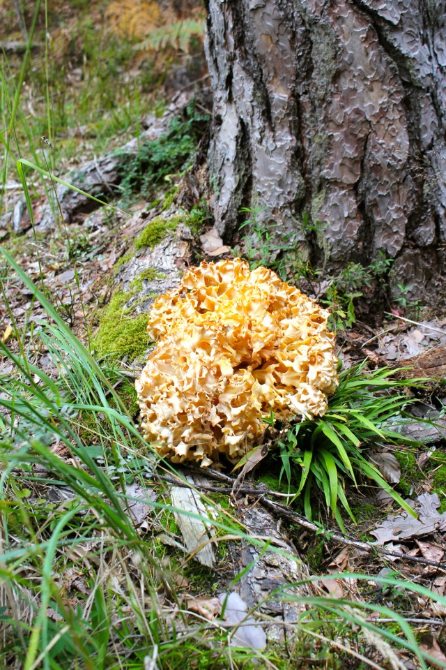 Krause Glucke/Sparassis crispa_4798