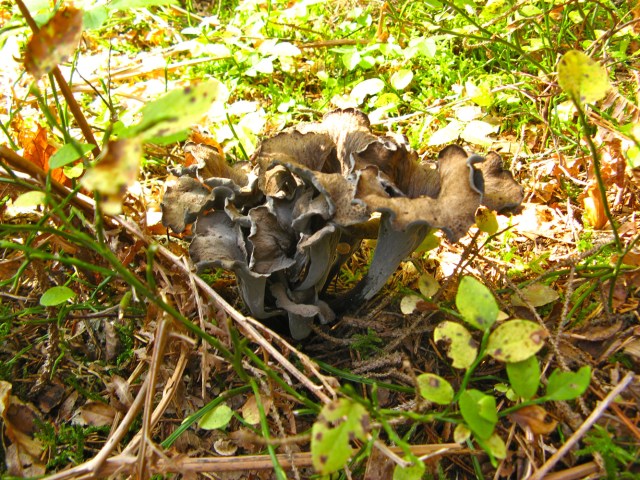 Herbsttrompeten (Craterellus cornucopioides
