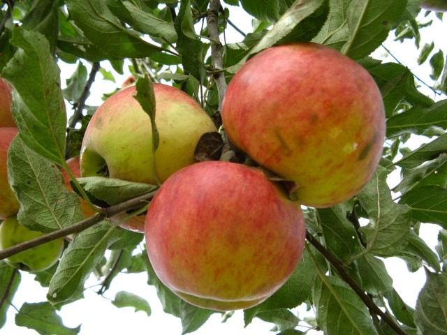 Apfel_2123