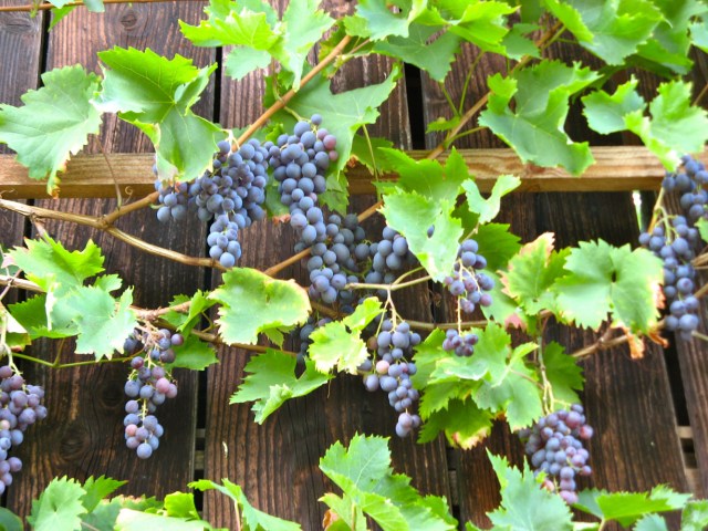Weintrauben_2138