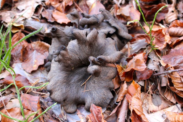 Herbsttrompeten_6766