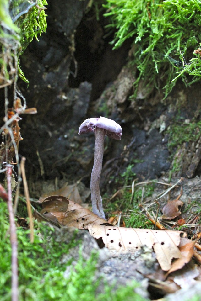 Violetter Lacktrichterling_6582