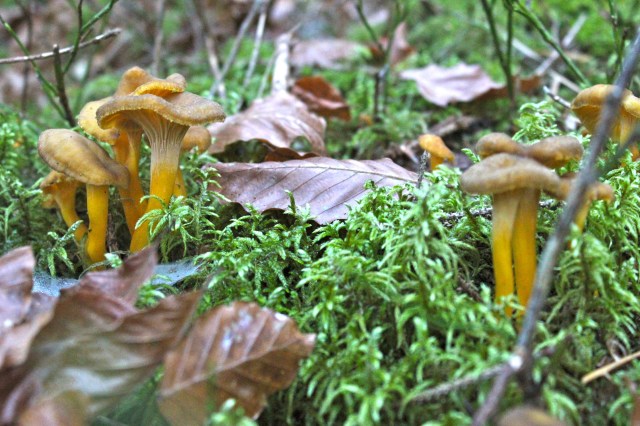 Gelbe Kraterelle_6781