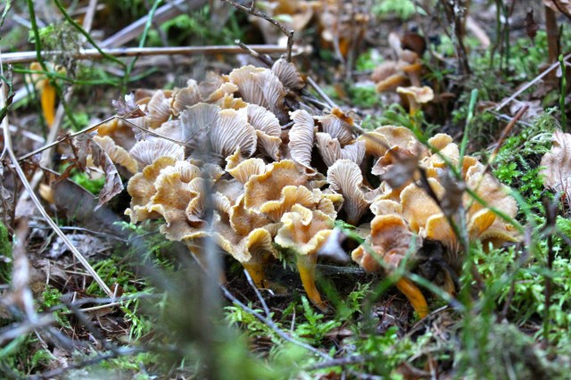 Gelbe Kraterelle_6783