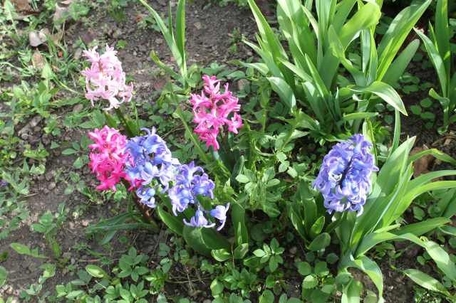 Hyazinthen_5956.jpg