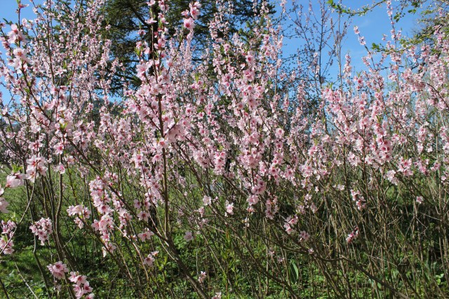 Weingartenpfirsich_7640 1