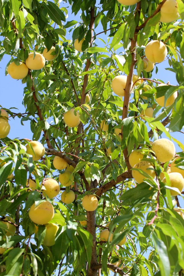 Weingartenpfirsich_8142