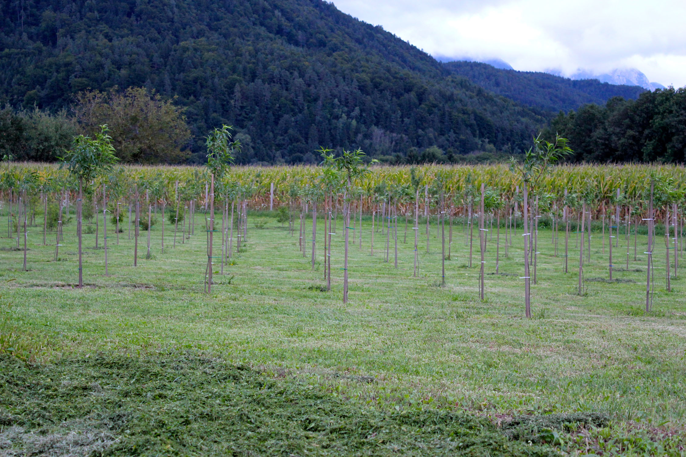 Weingartenpfirsichplantage_8157