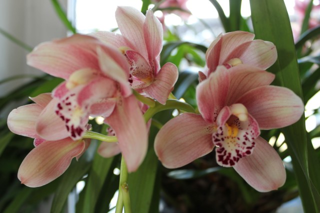 Orchideen_5588