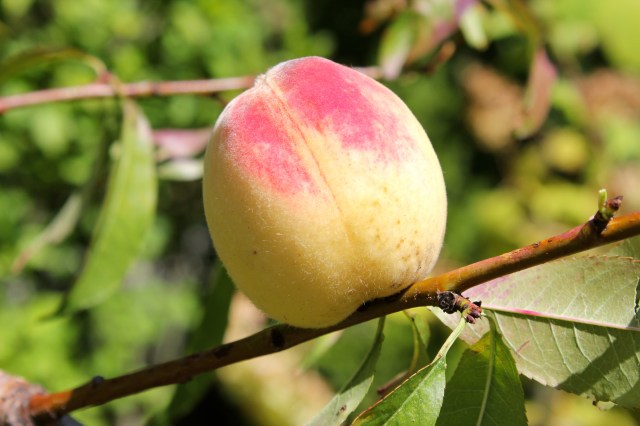 Weingartenpfirsich_9142