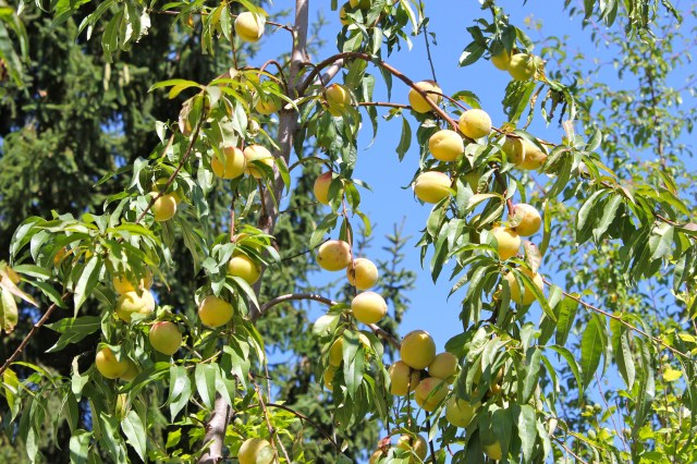 Weingartenpfirsich_9144