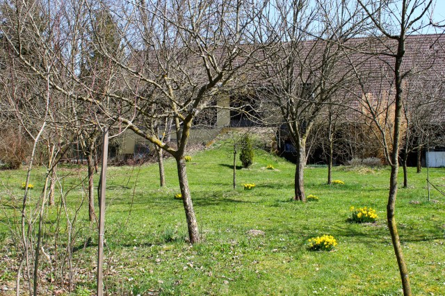 Obstgarten_8701