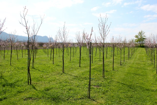 Weingartenpfirsich_0069