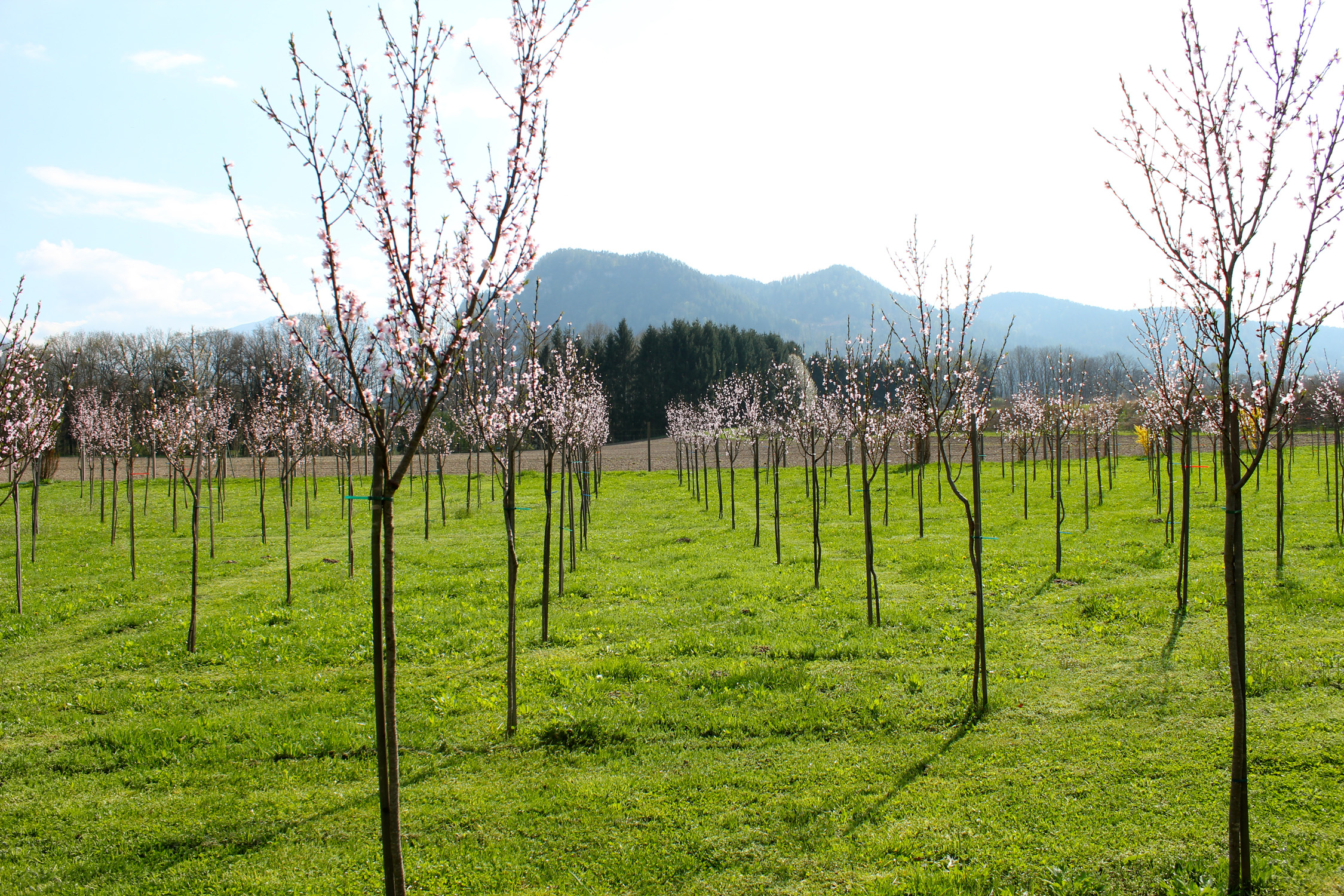 Weingartenpfirsich_0072 2