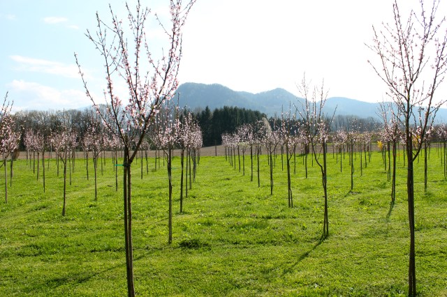 Weingartenpfirsich_0072 2