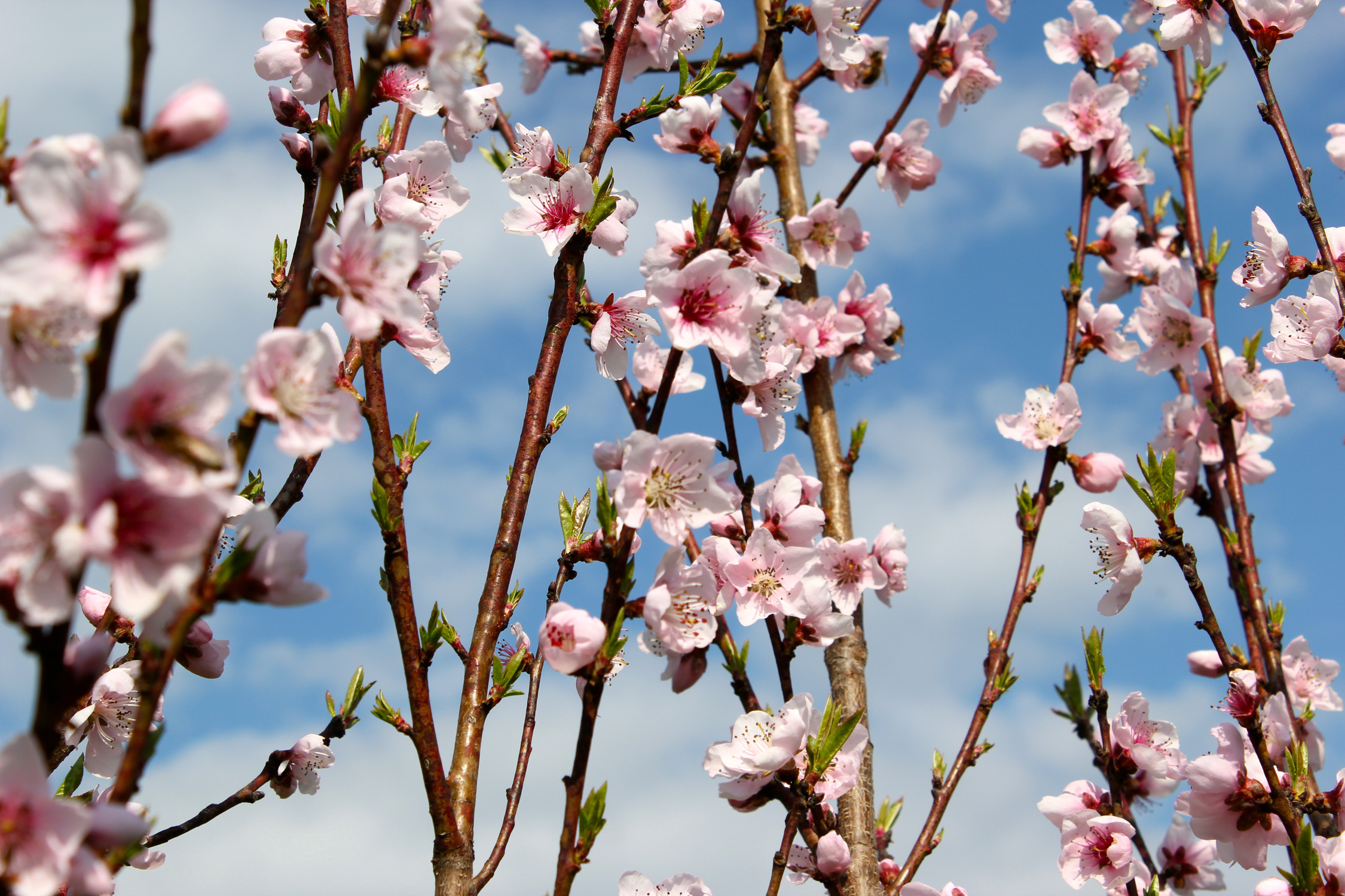 Weingartenpfirsich_0096