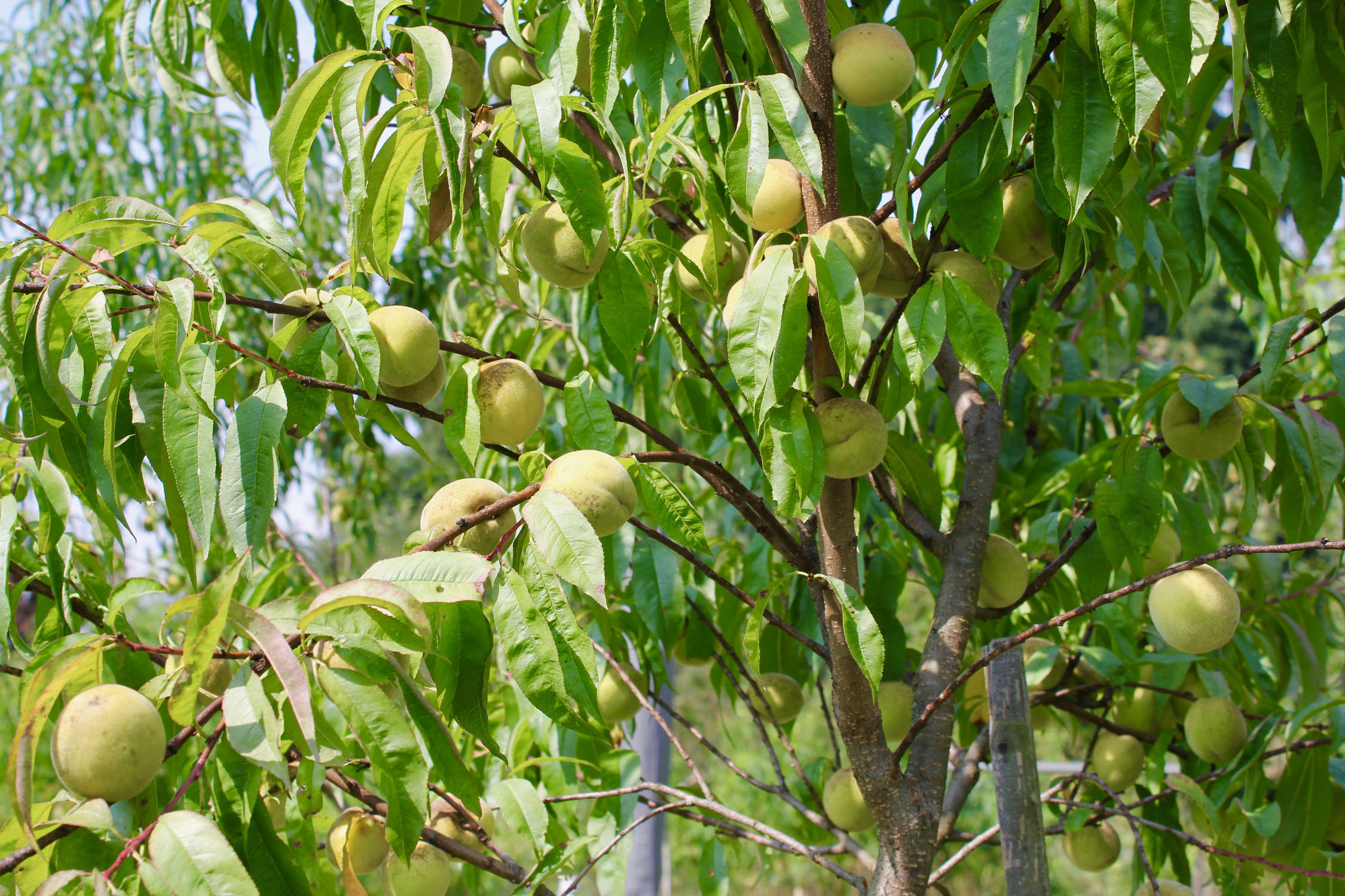 Weingartenpfirsich_0641