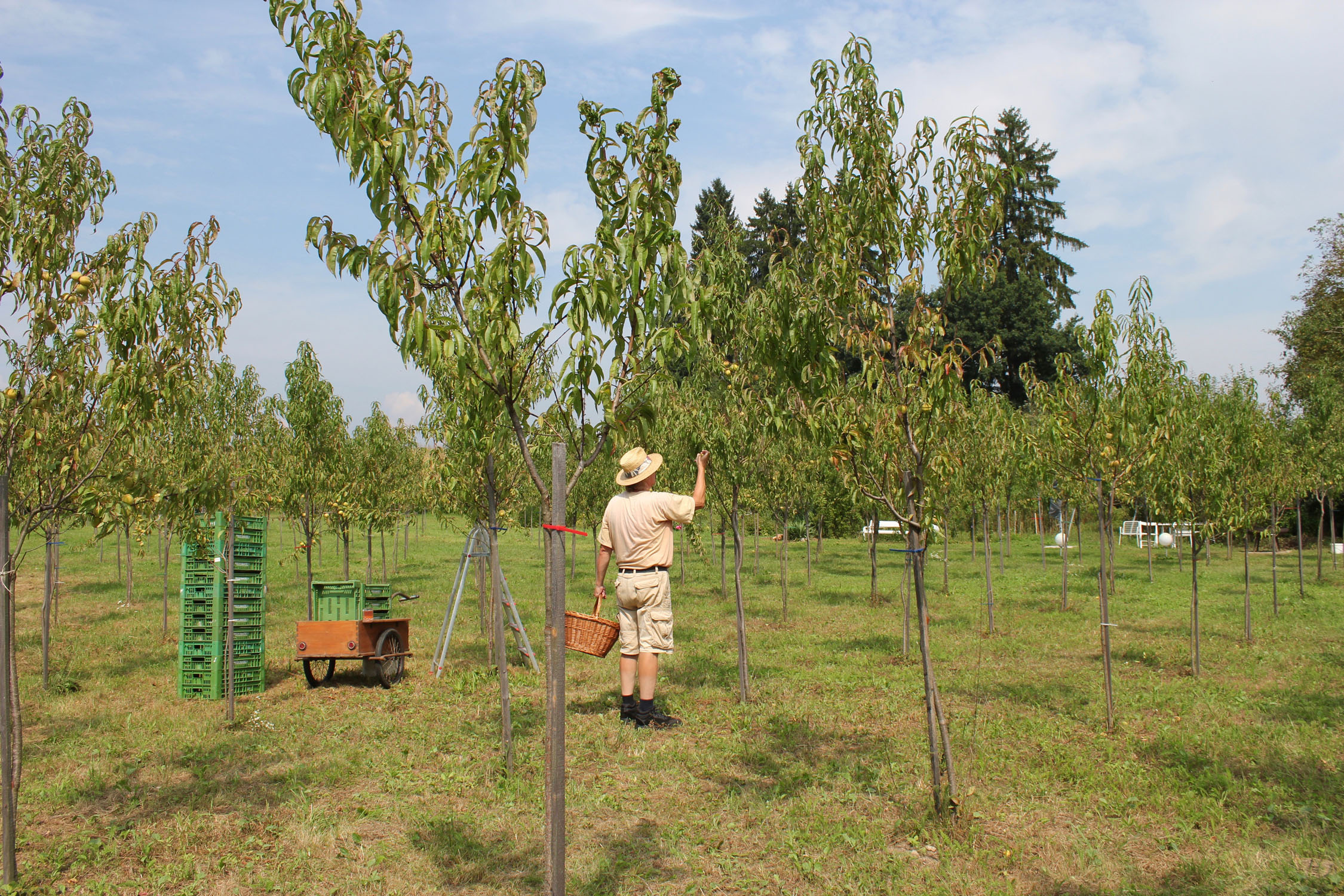 Weingartenpfirsich_0671