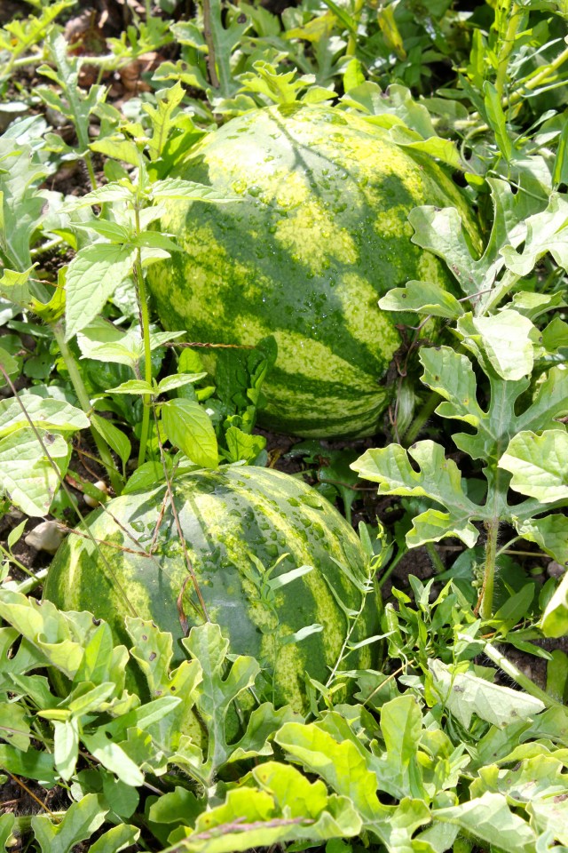 Wassermelonen_0911