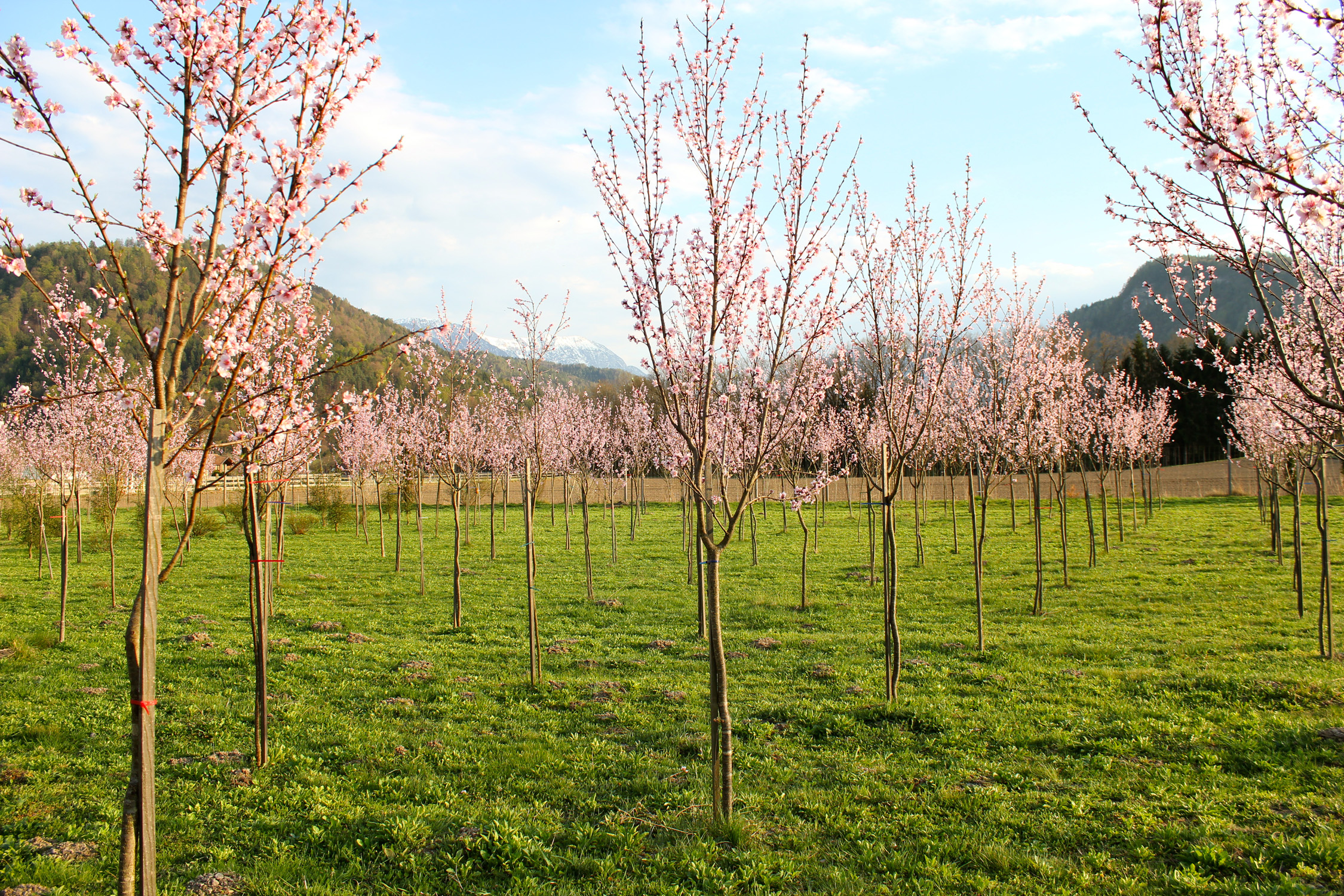 Weingartenpfirsichblüte_1544 1